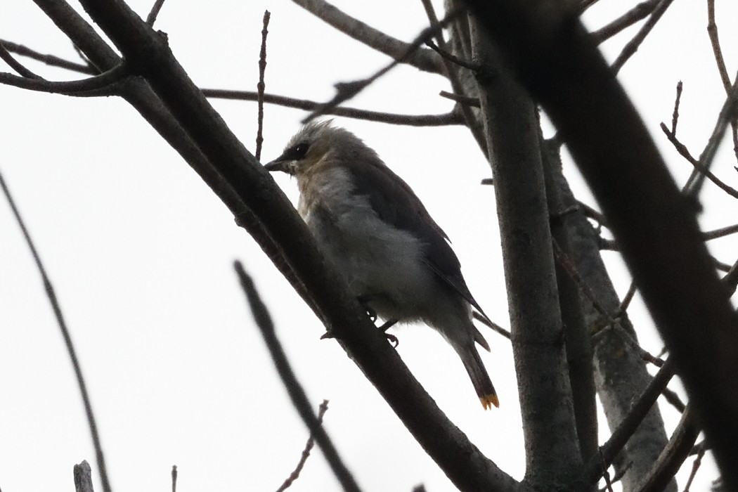 Cedar Waxwing - ML643525540