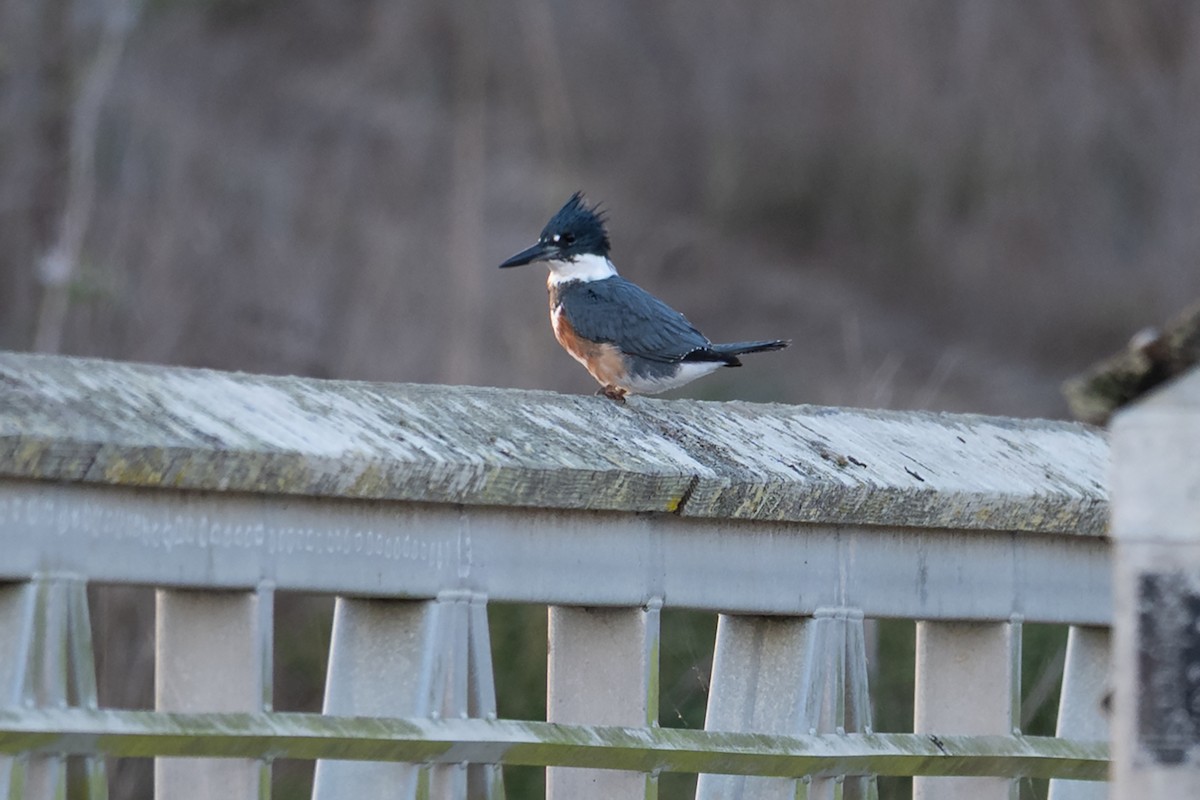 Belted Kingfisher - ML643525549