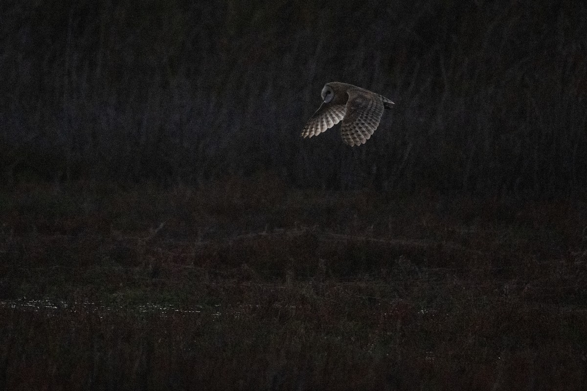 American Barn Owl - ML643525561