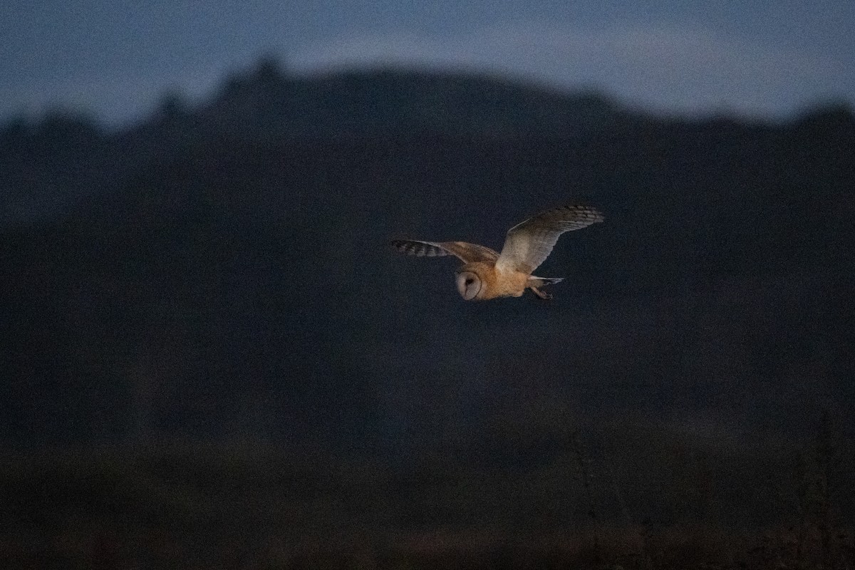 American Barn Owl - ML643525565