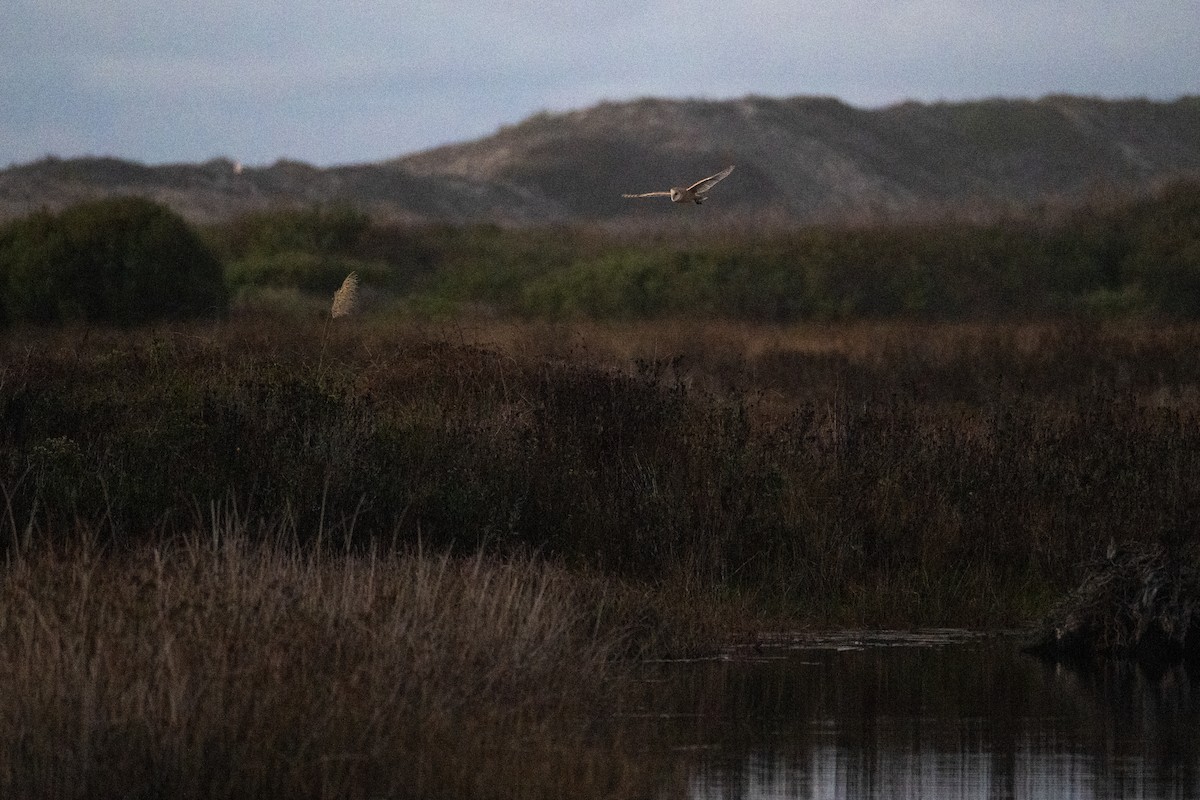 American Barn Owl - ML643525566