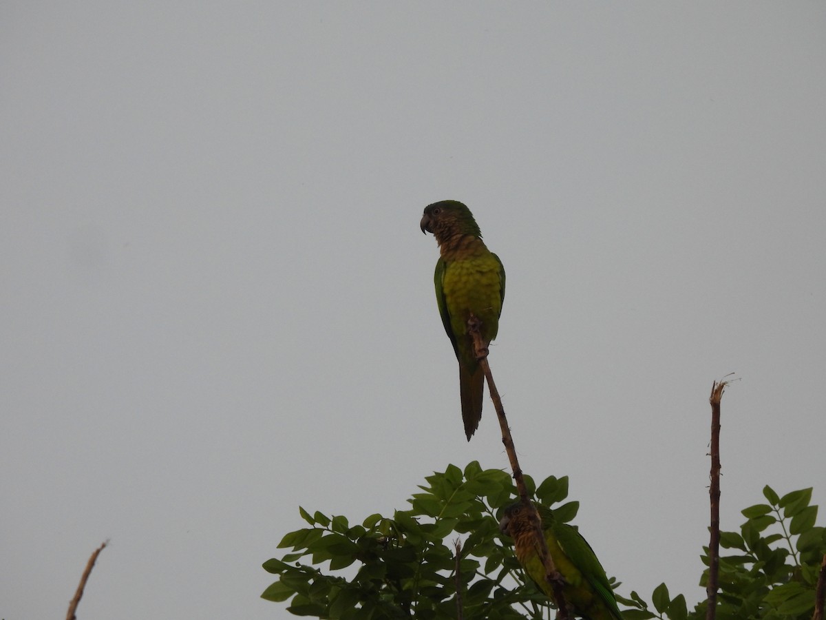 Brown-throated Parakeet - ML643525570