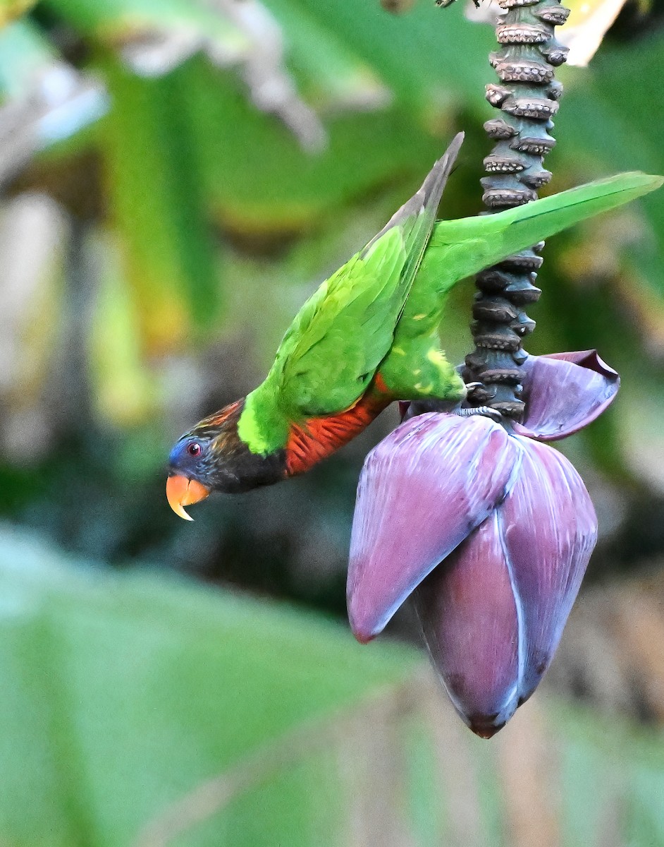 Coconut Lorikeet - ML643525577