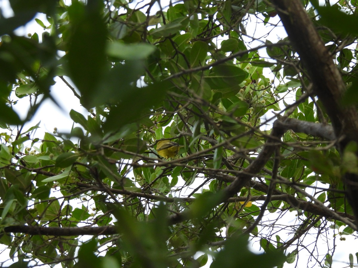 Yellow Warbler - ML643525580