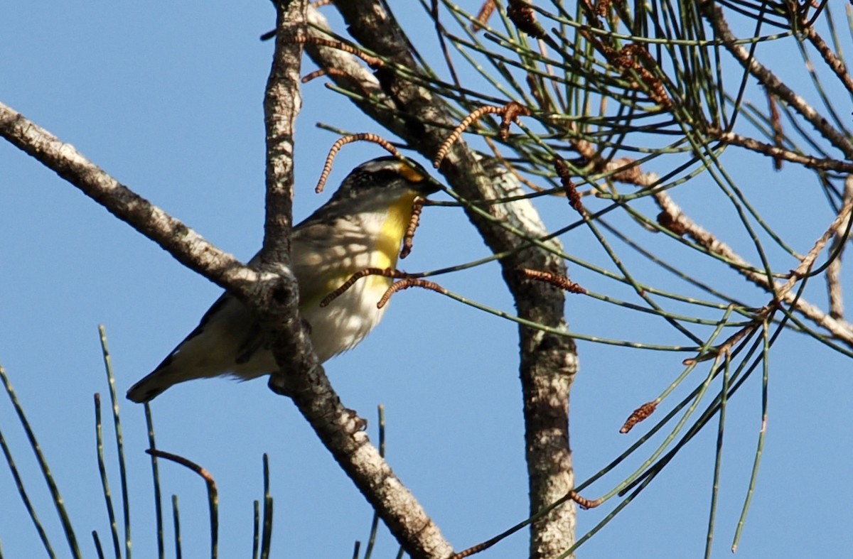 Striated Pardalote - ML643525581