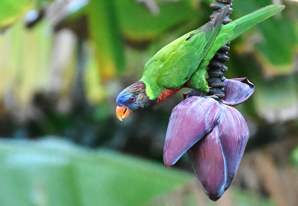Coconut Lorikeet - ML643525582