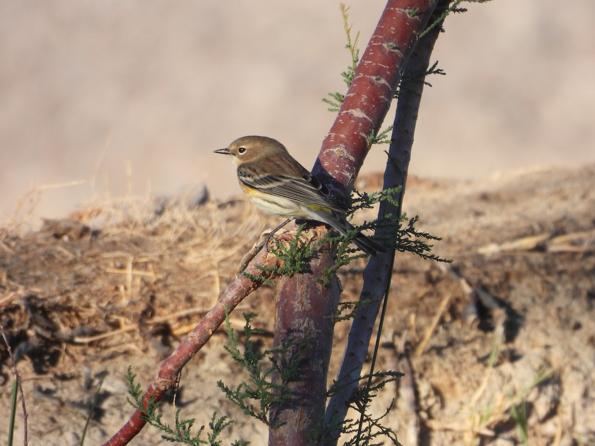 Kronenwaldsänger (coronata) - ML643525589
