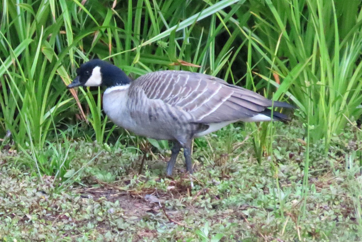 Cackling Goose (Aleutian) - ML643525598