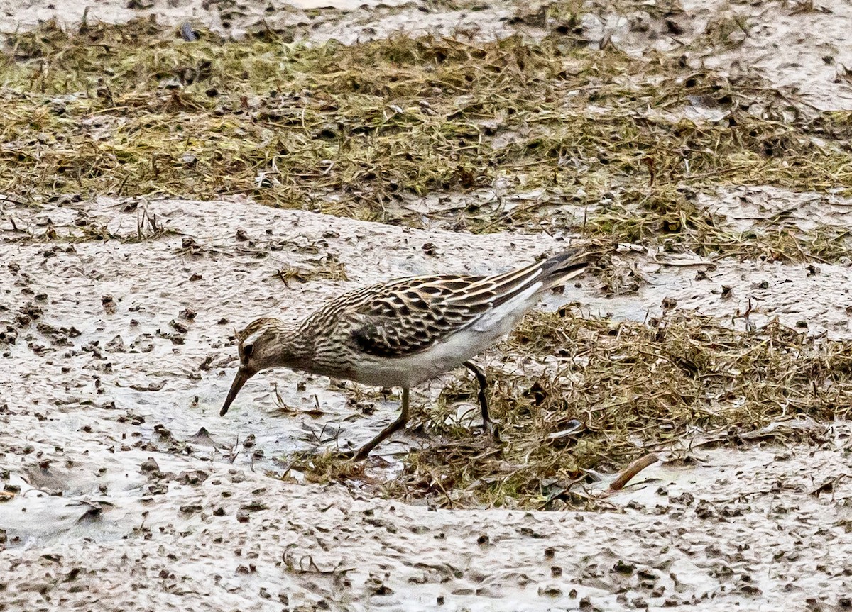 Pectoral Sandpiper - ML643525610