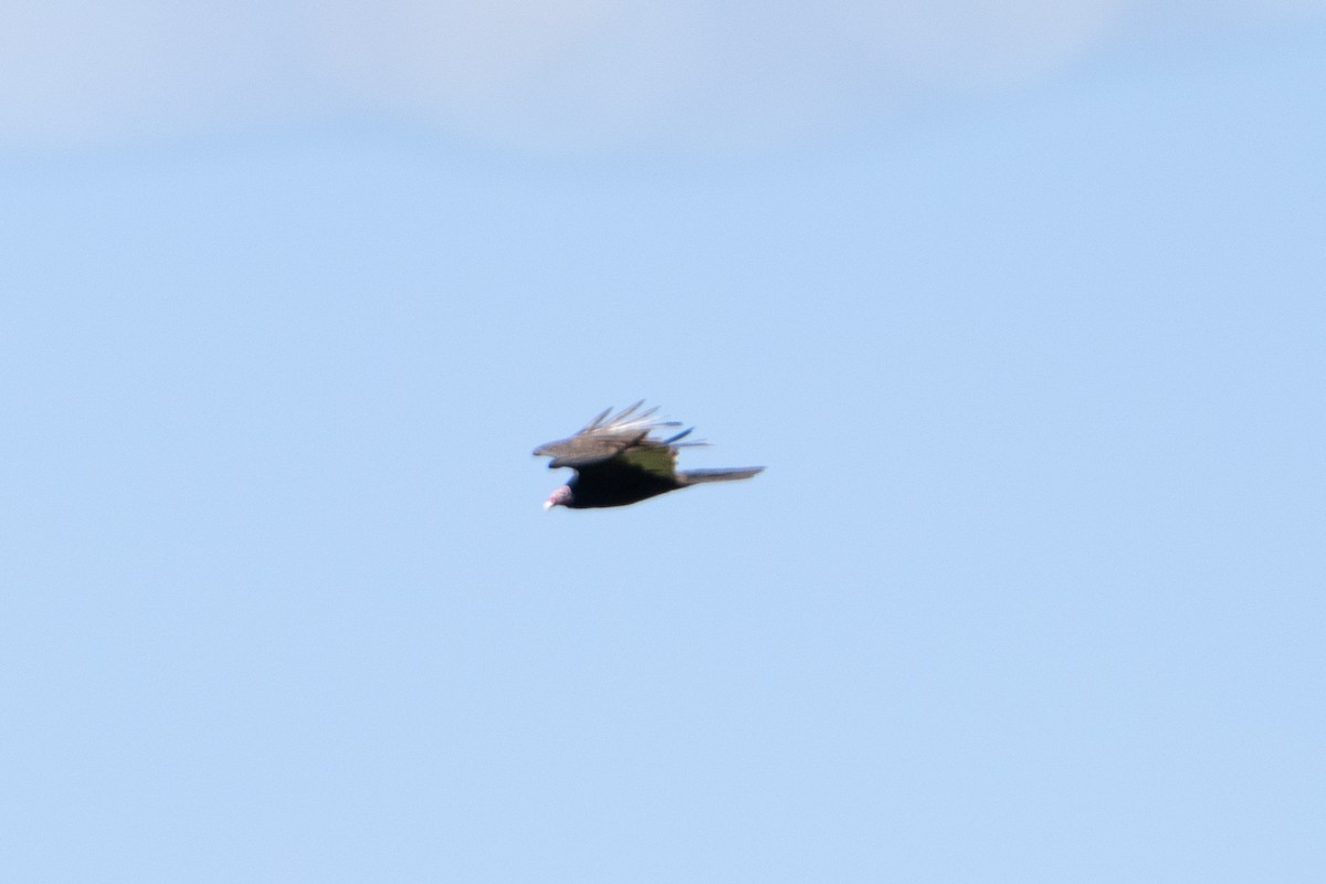 Turkey Vulture - ML643525613