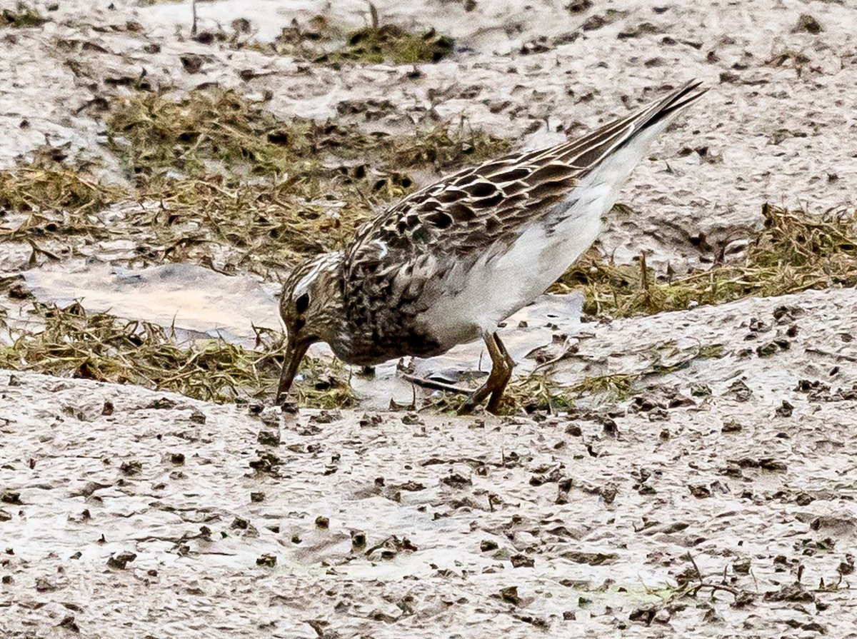 Pectoral Sandpiper - ML643525616