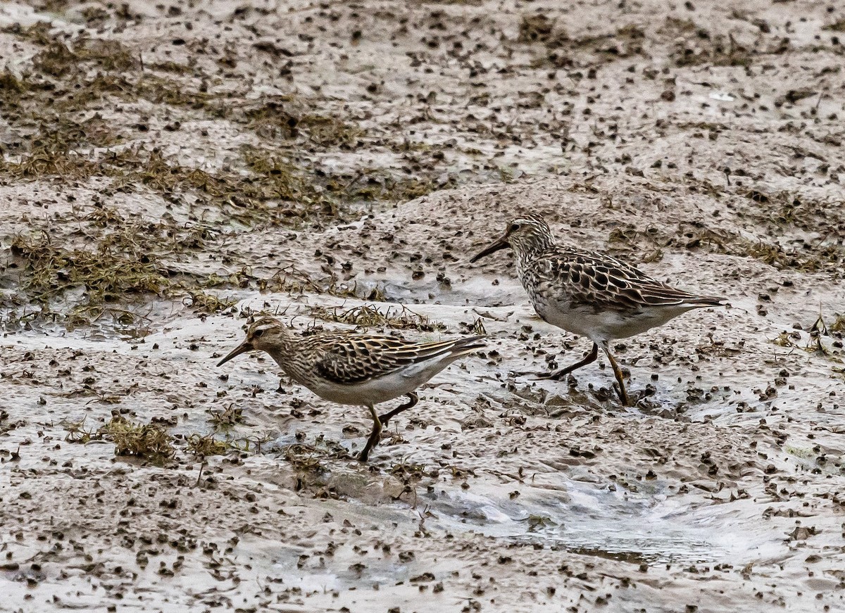 Pectoral Sandpiper - ML643525623
