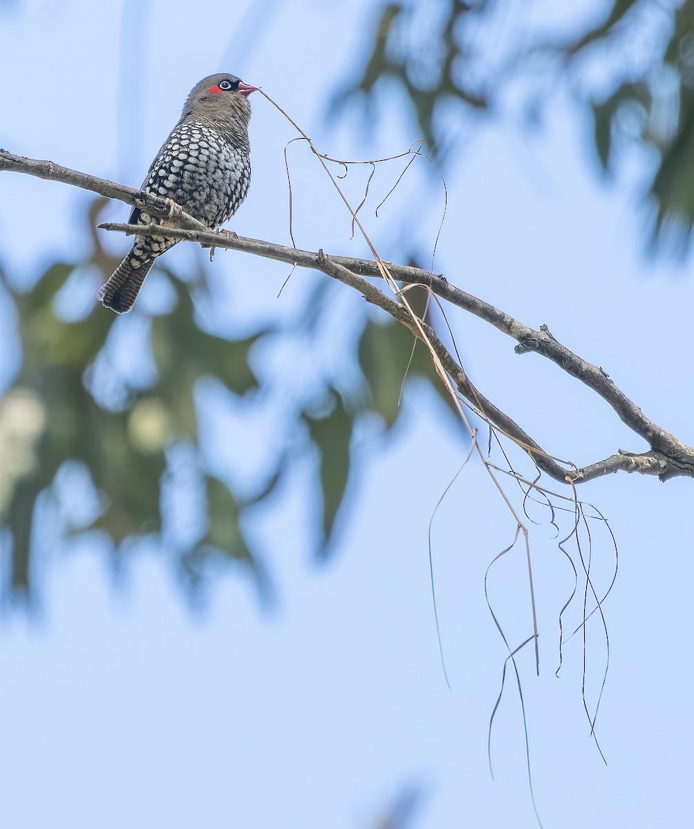 Red-eared Firetail - ML643525638