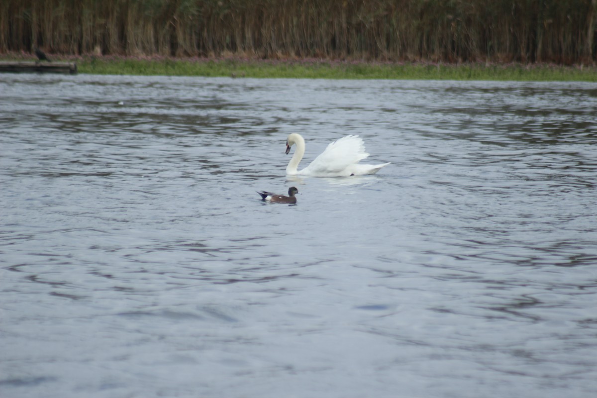 Mute Swan - ML643525639