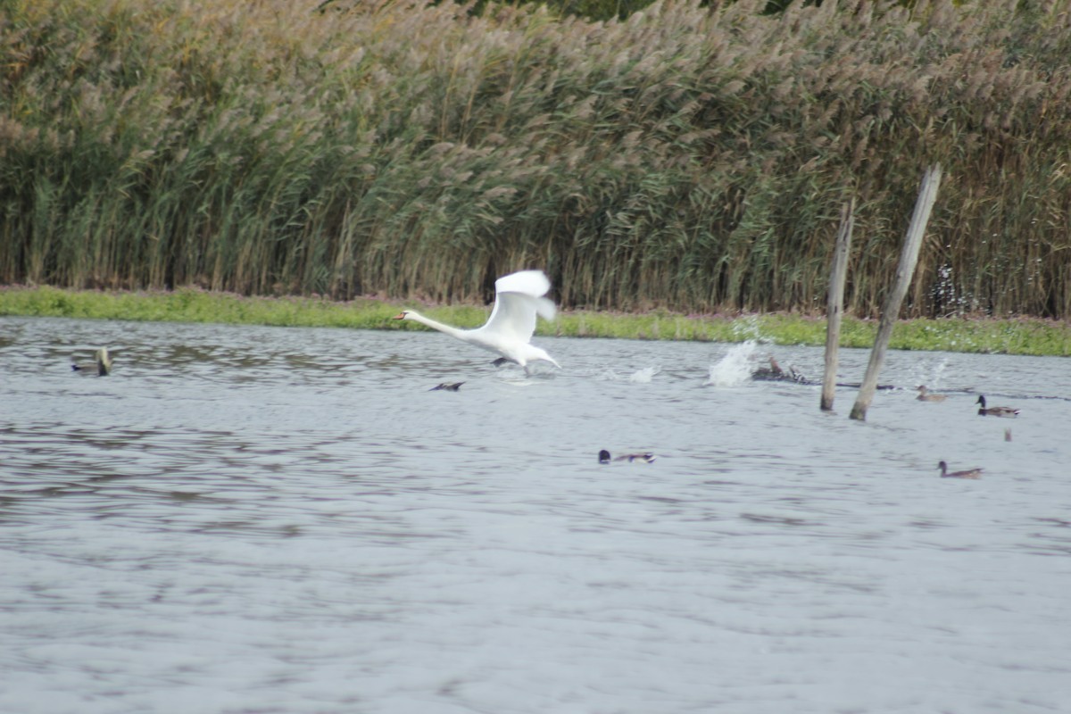 Mute Swan - ML643525640
