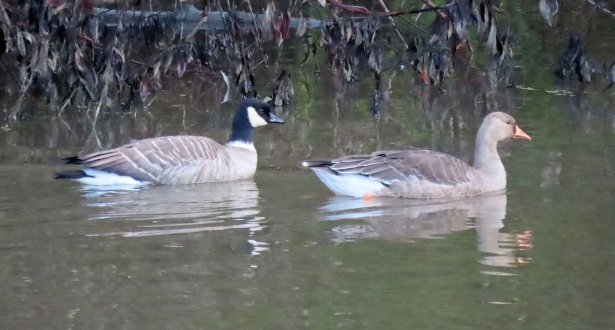 Cackling Goose (Aleutian) - ML643525649