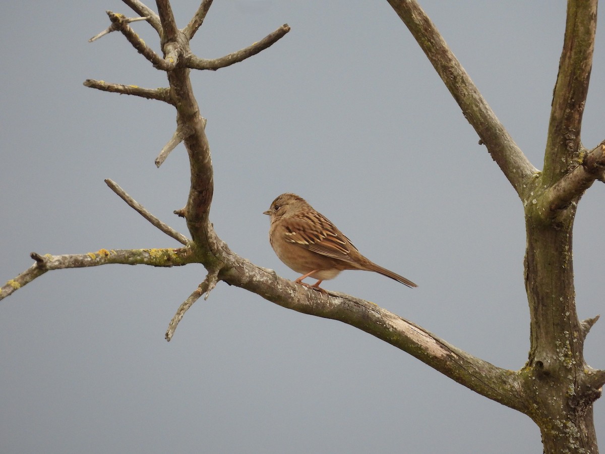 Golden-crowned Sparrow - ML643525657