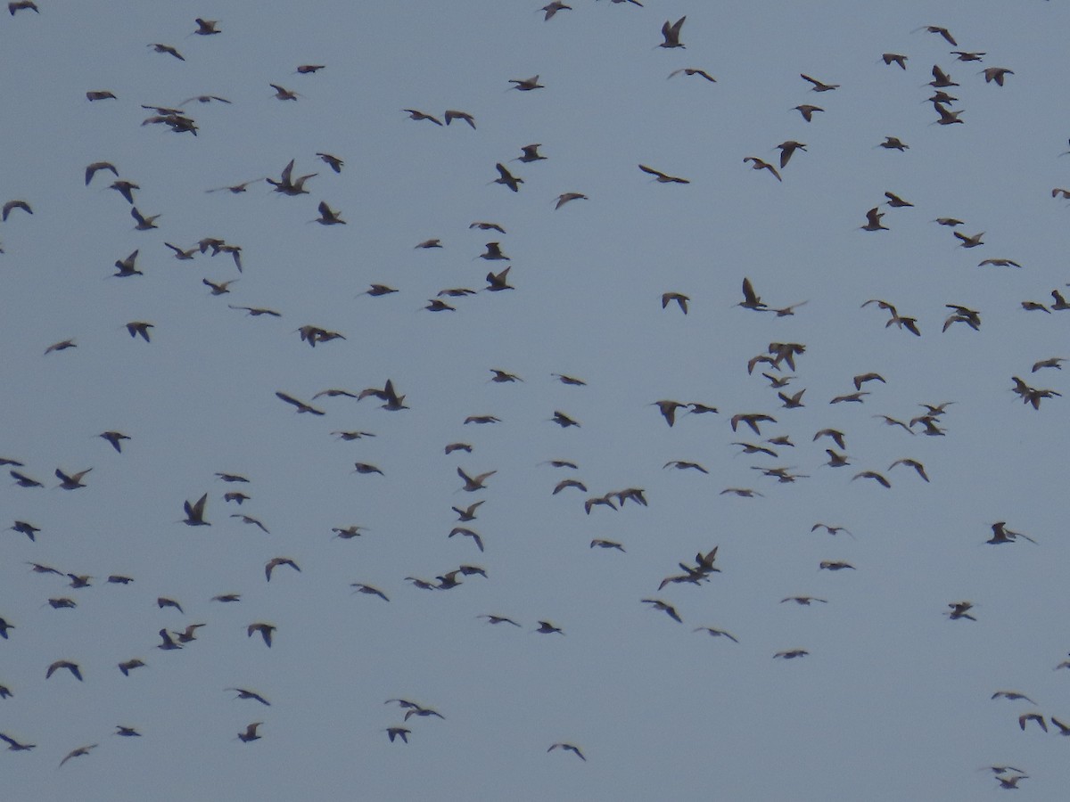 Long-billed Curlew - ML643525662