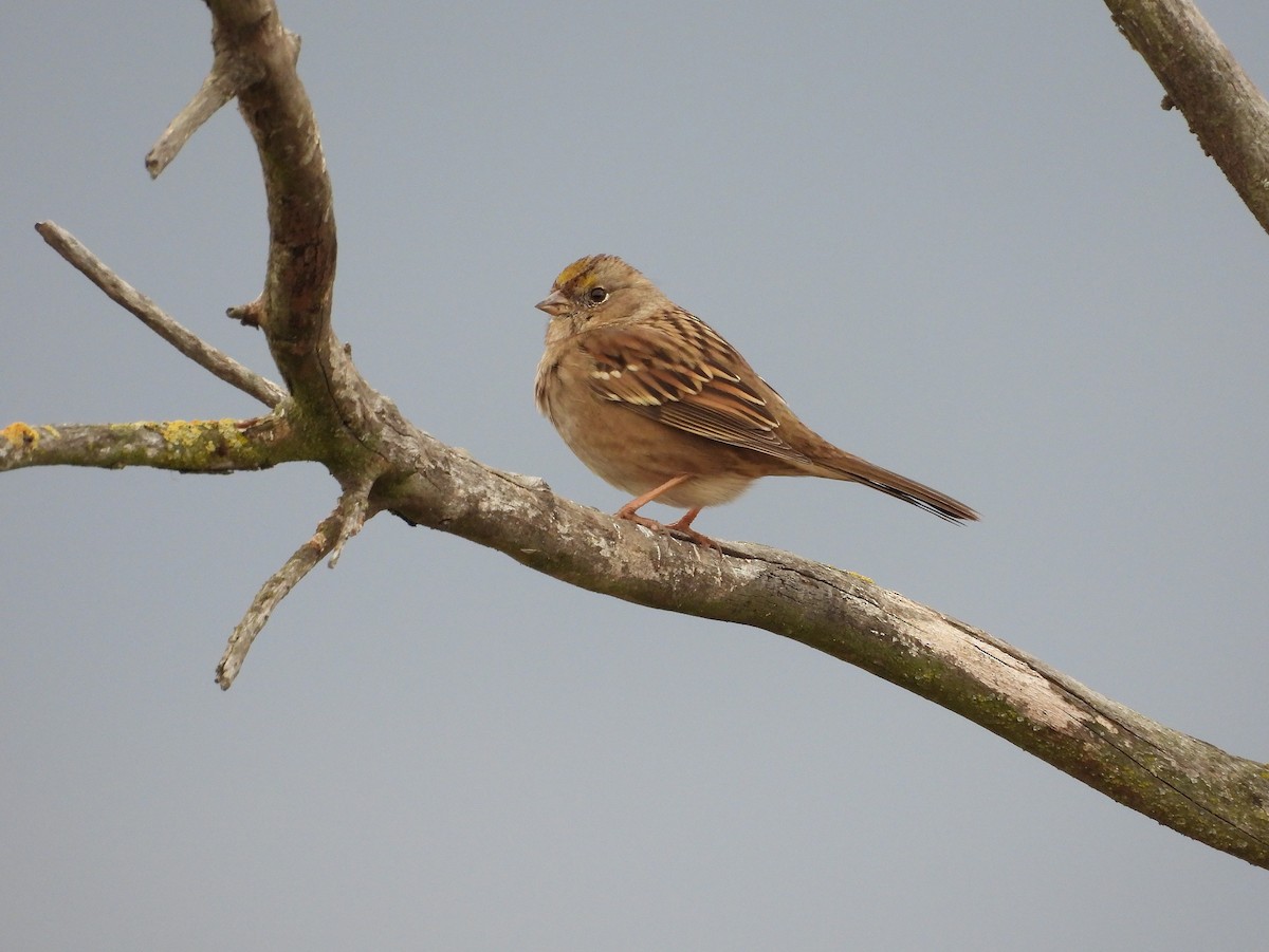 Golden-crowned Sparrow - ML643525663