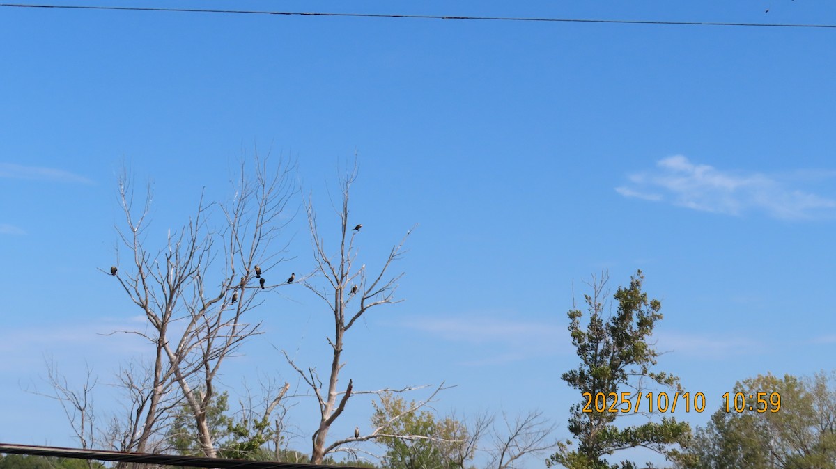 Double-crested Cormorant - ML643525664