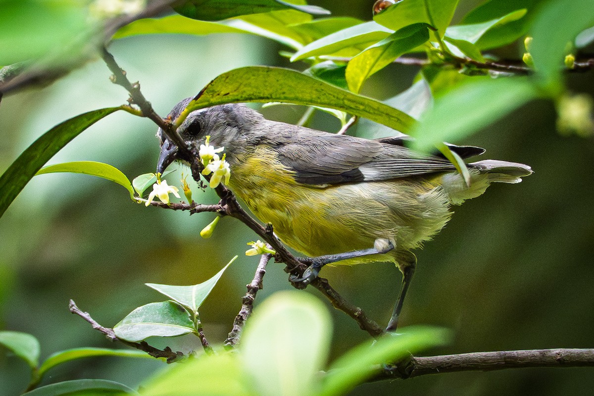 Bananaquit - ML643525668