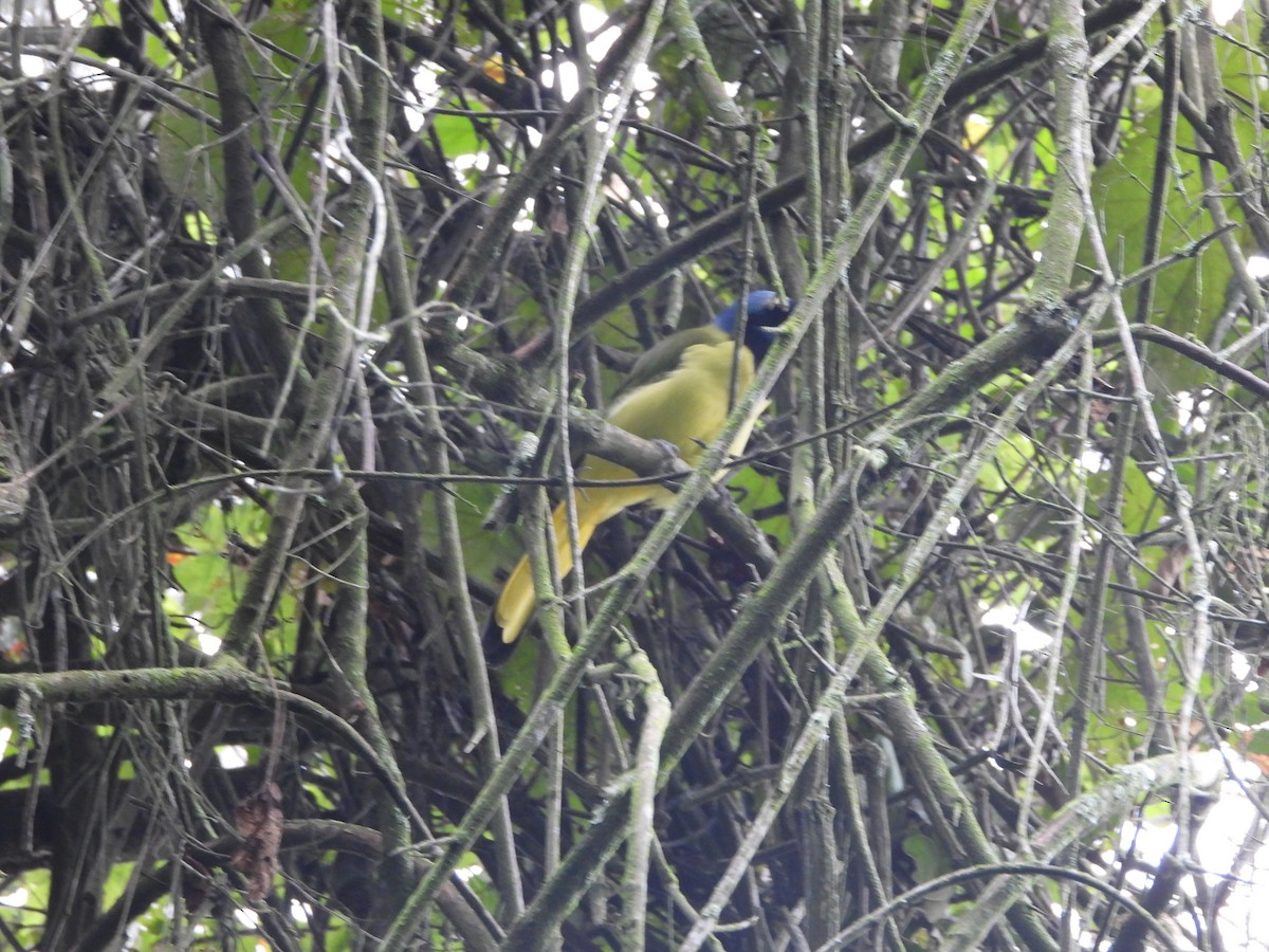 Green Jay - ML643525674