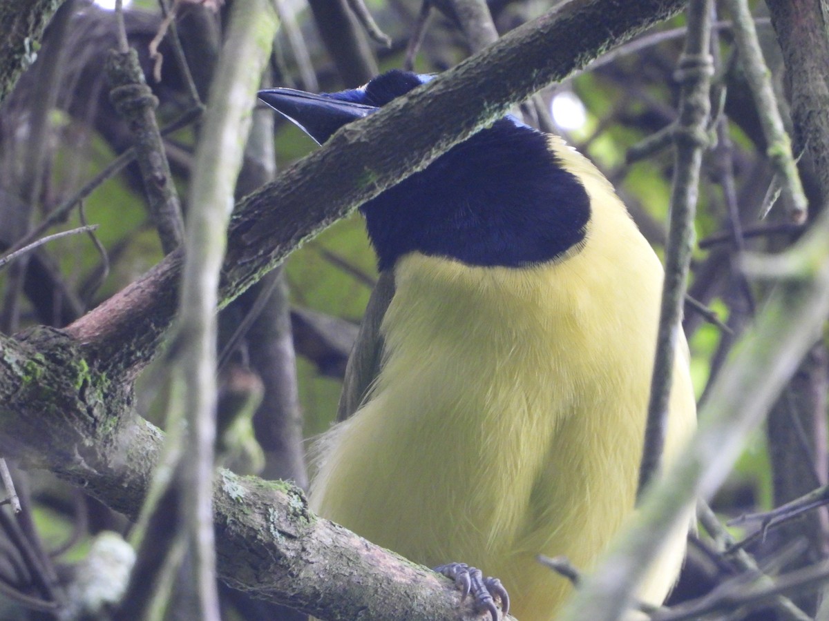 Green Jay - ML643525675