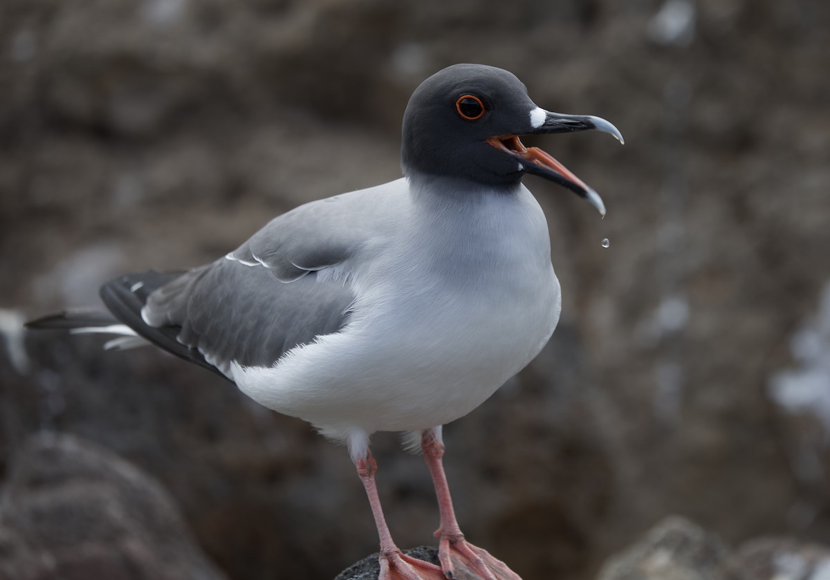 Swallow-tailed Gull - ML643525682