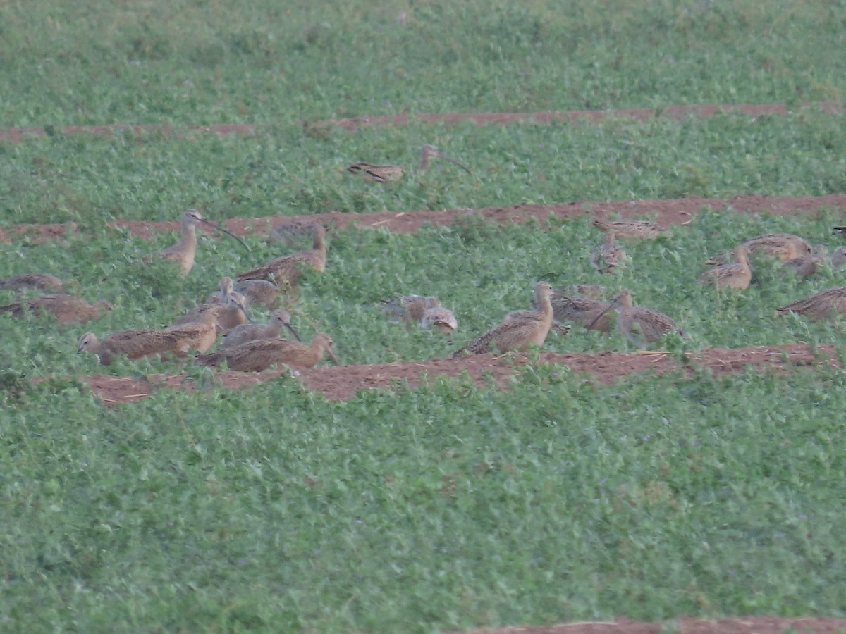 Long-billed Curlew - ML643525683