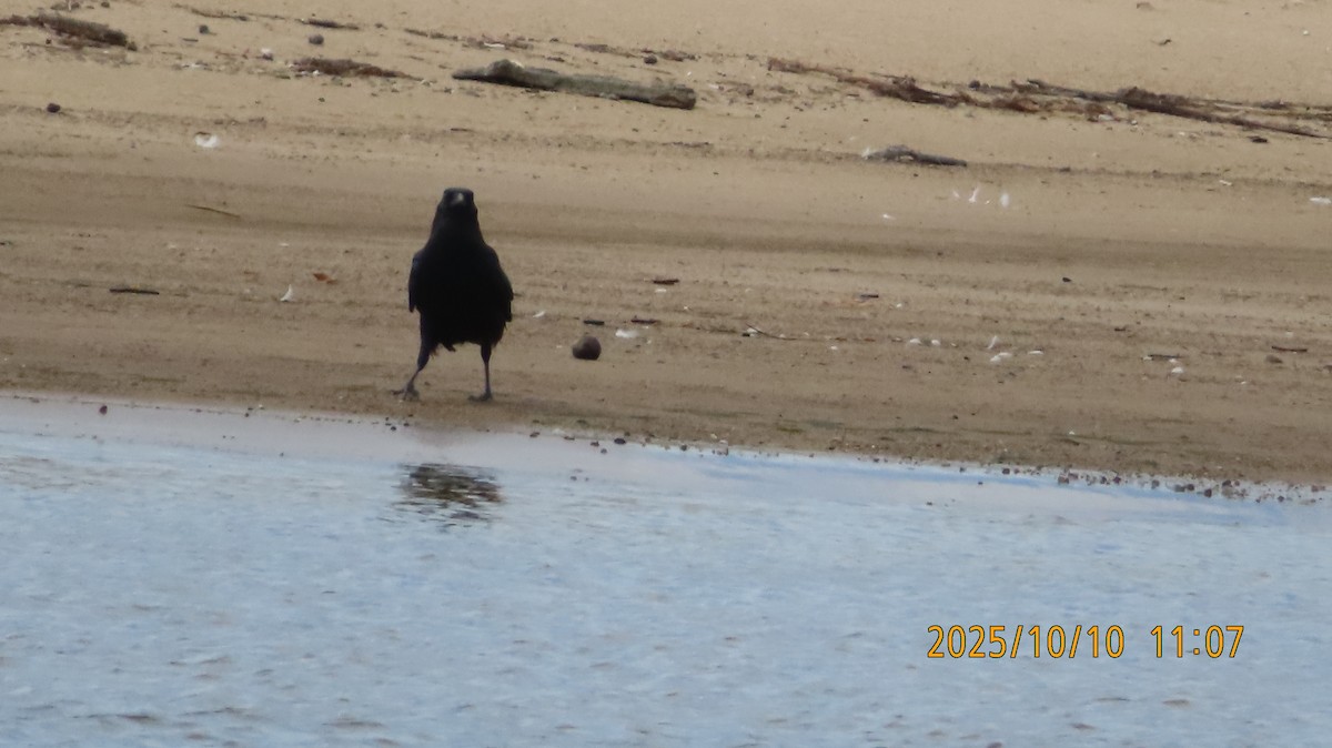 American Crow - ML643525693