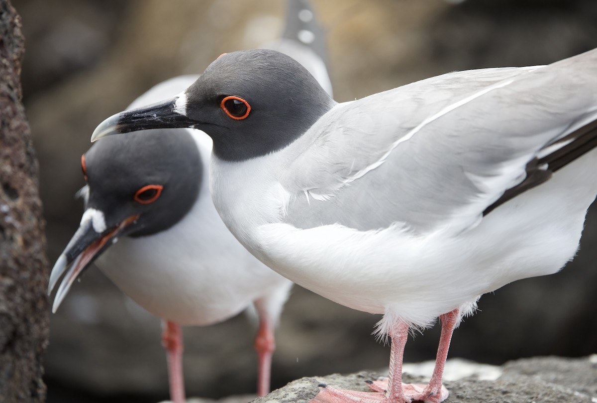 Swallow-tailed Gull - ML643525701