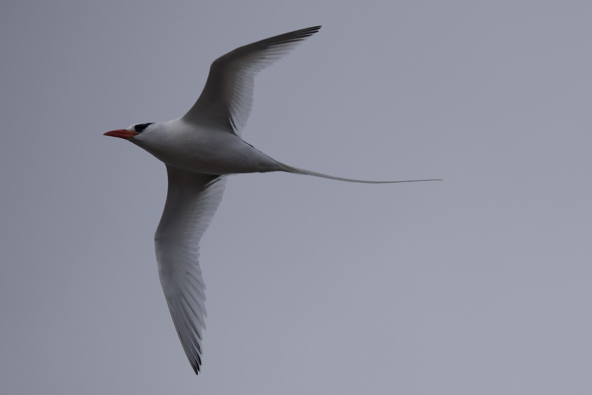 Red-billed Tropicbird - ML643525704