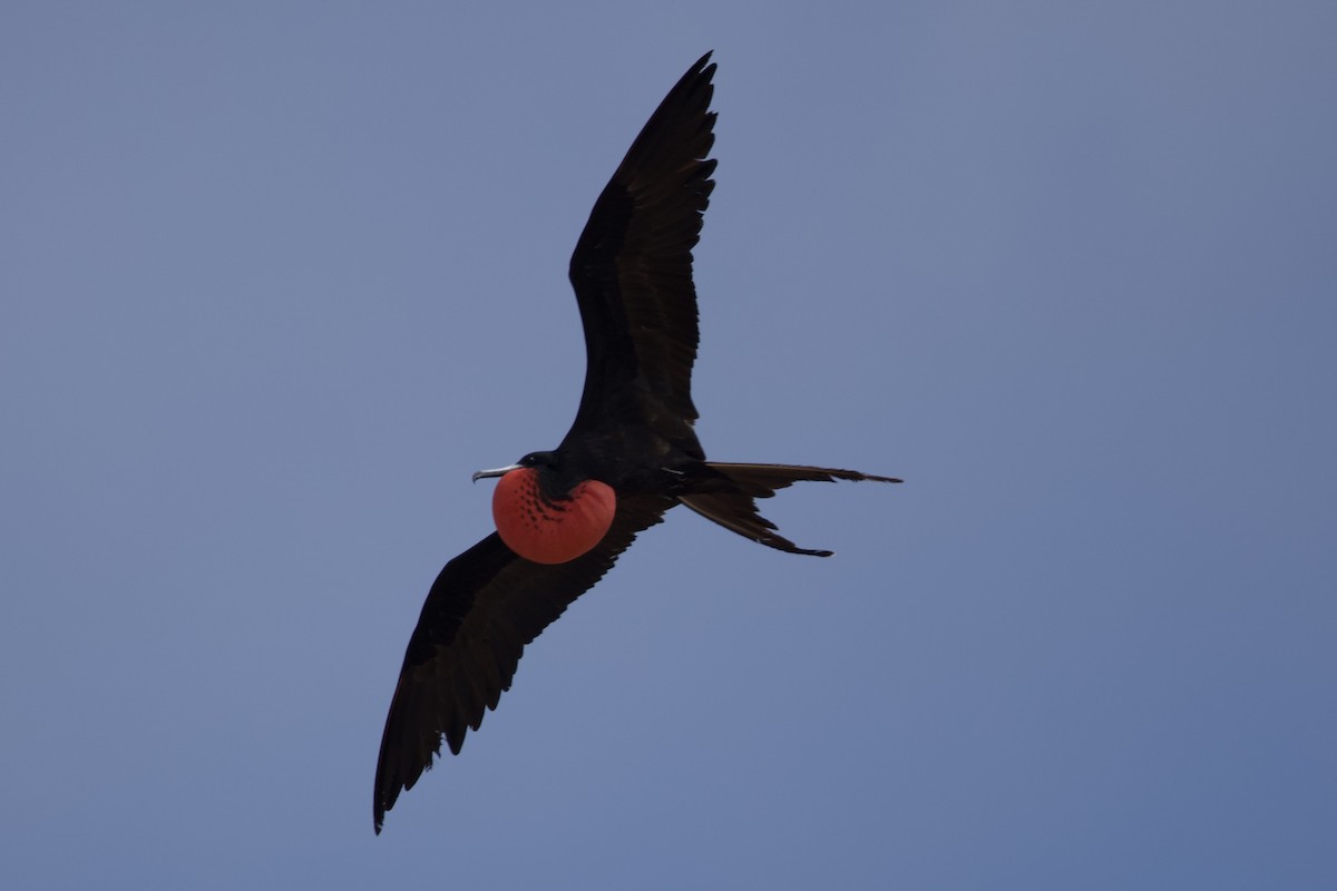 Magnificent Frigatebird - ML643525716