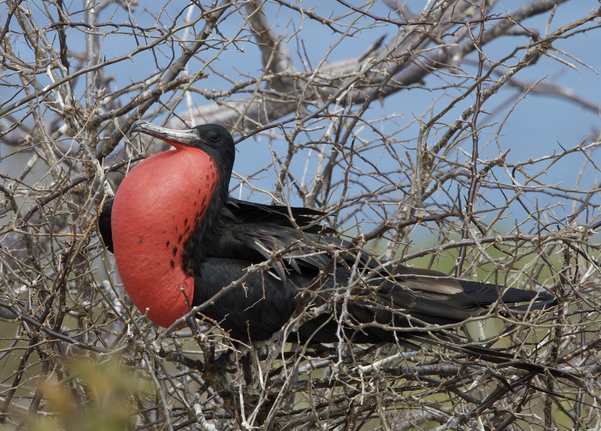 Magnificent Frigatebird - ML643525717
