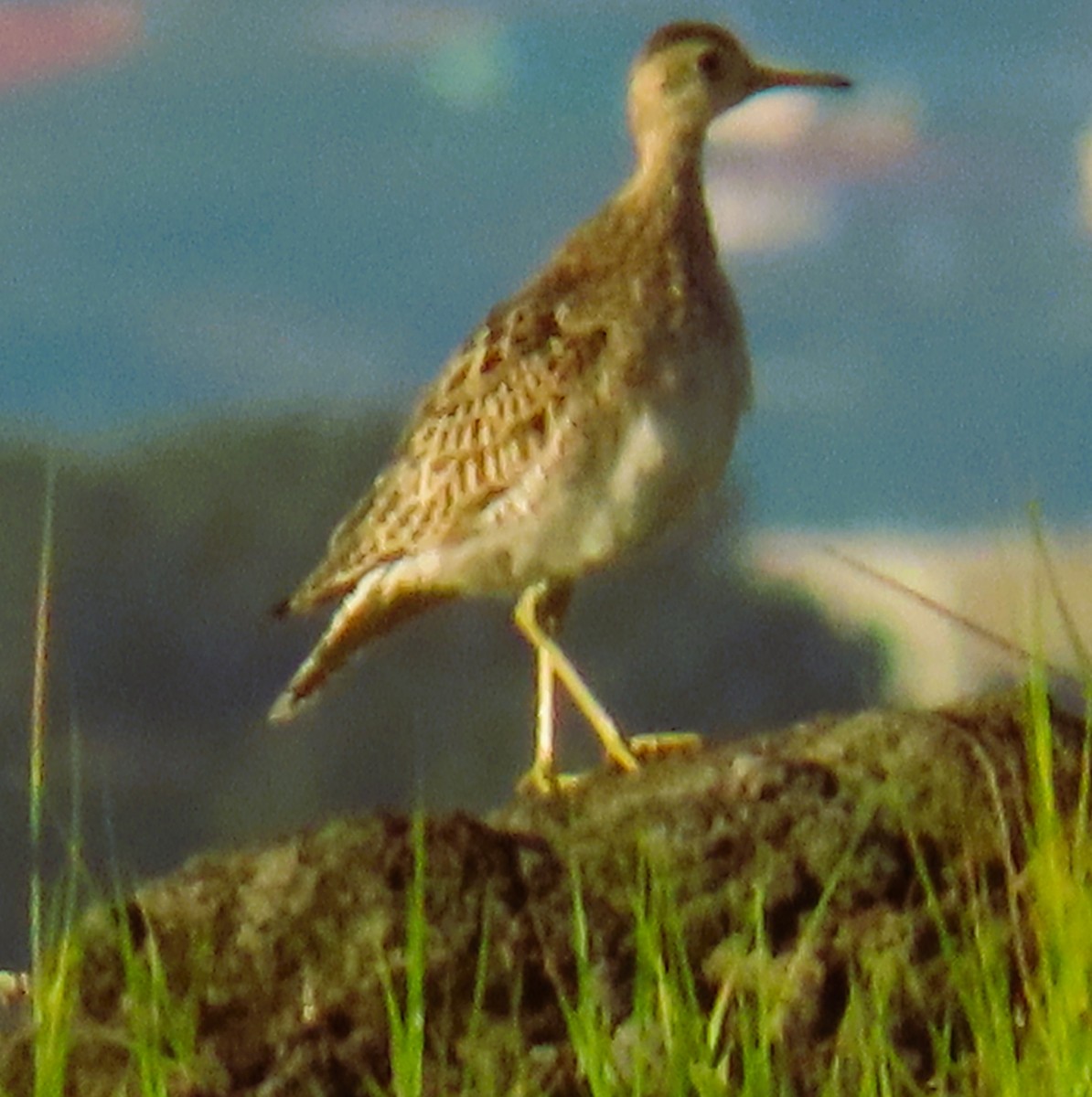 Upland Sandpiper - ML643525727