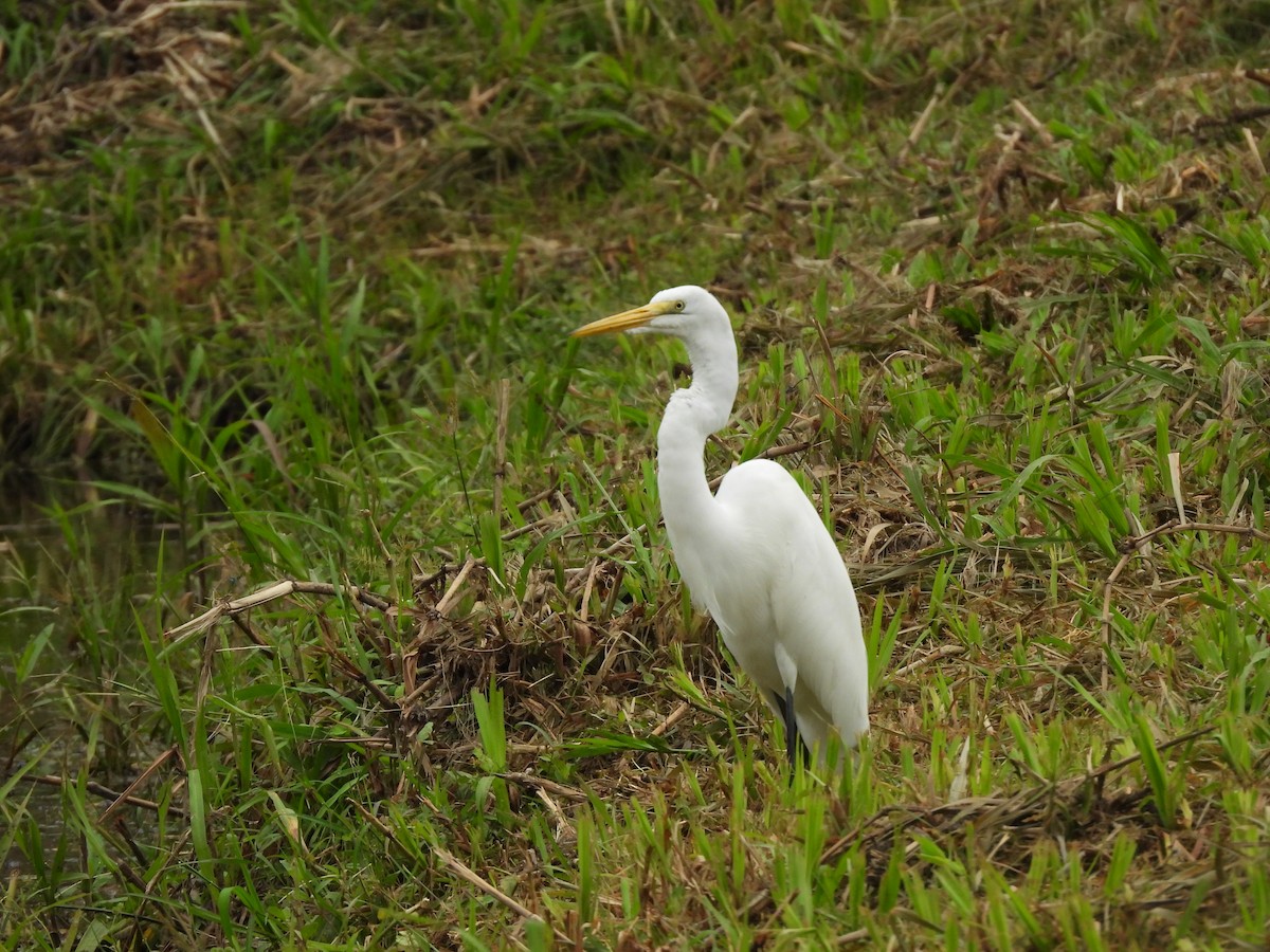 ダイサギ - ML643525734