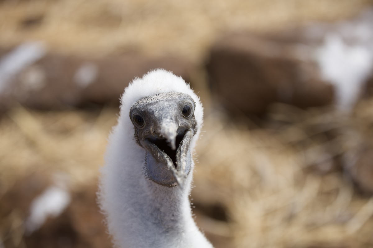 Blue-footed Booby - ML643525735