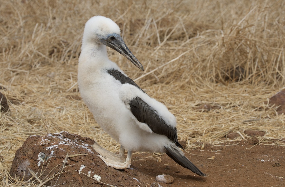 Blue-footed Booby - ML643525736