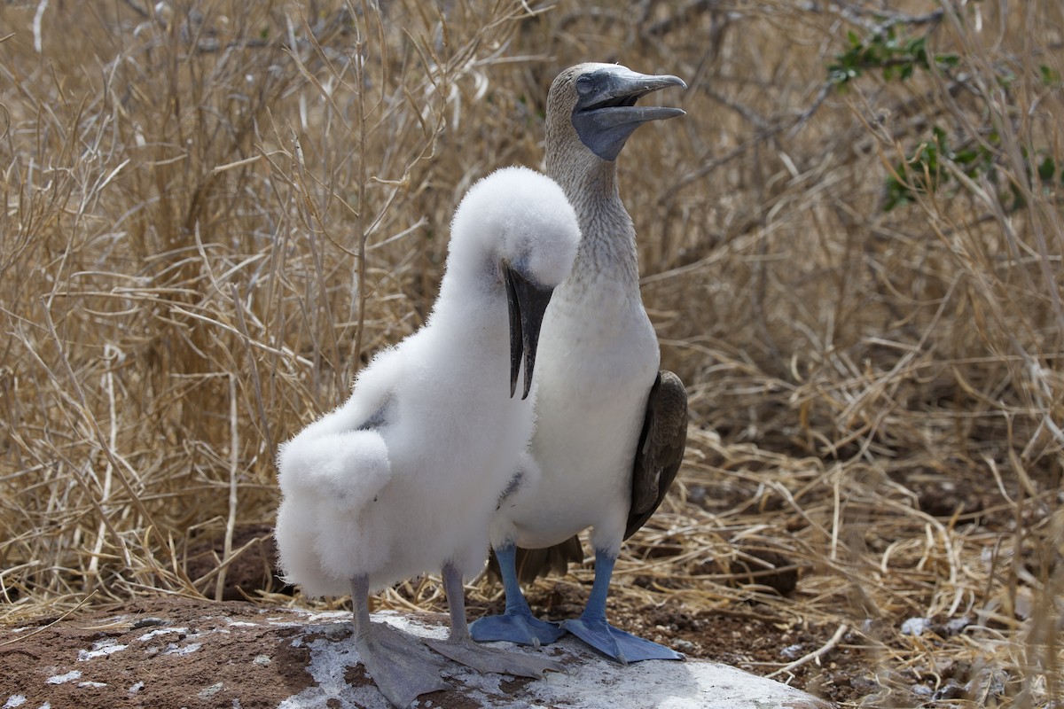 Blue-footed Booby - ML643525737