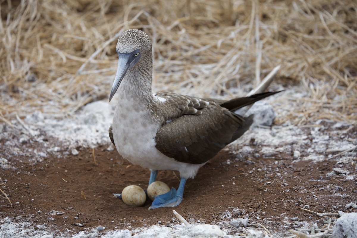 Blue-footed Booby - ML643525738