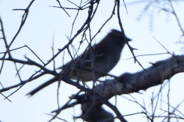White-crowned Sparrow - ML643525741