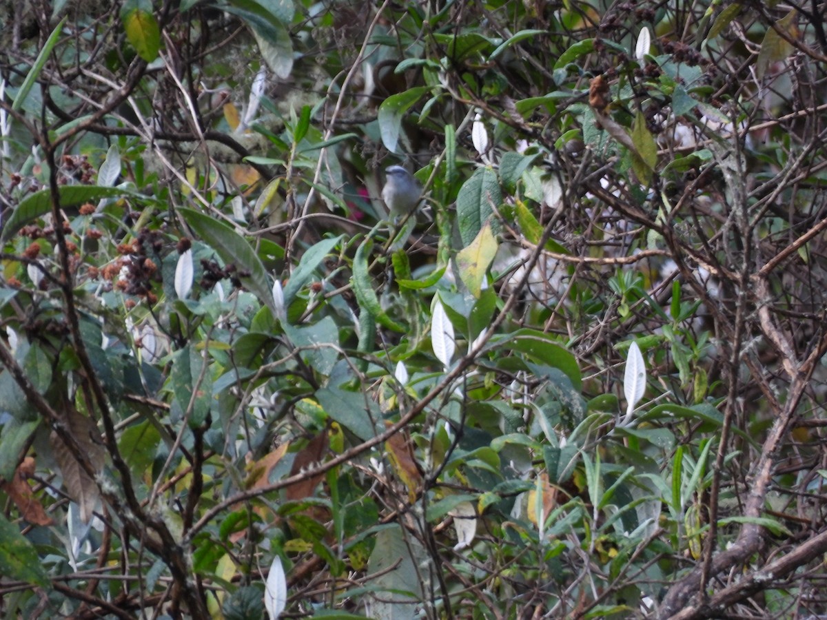 White-banded Tyrannulet - ML643525742