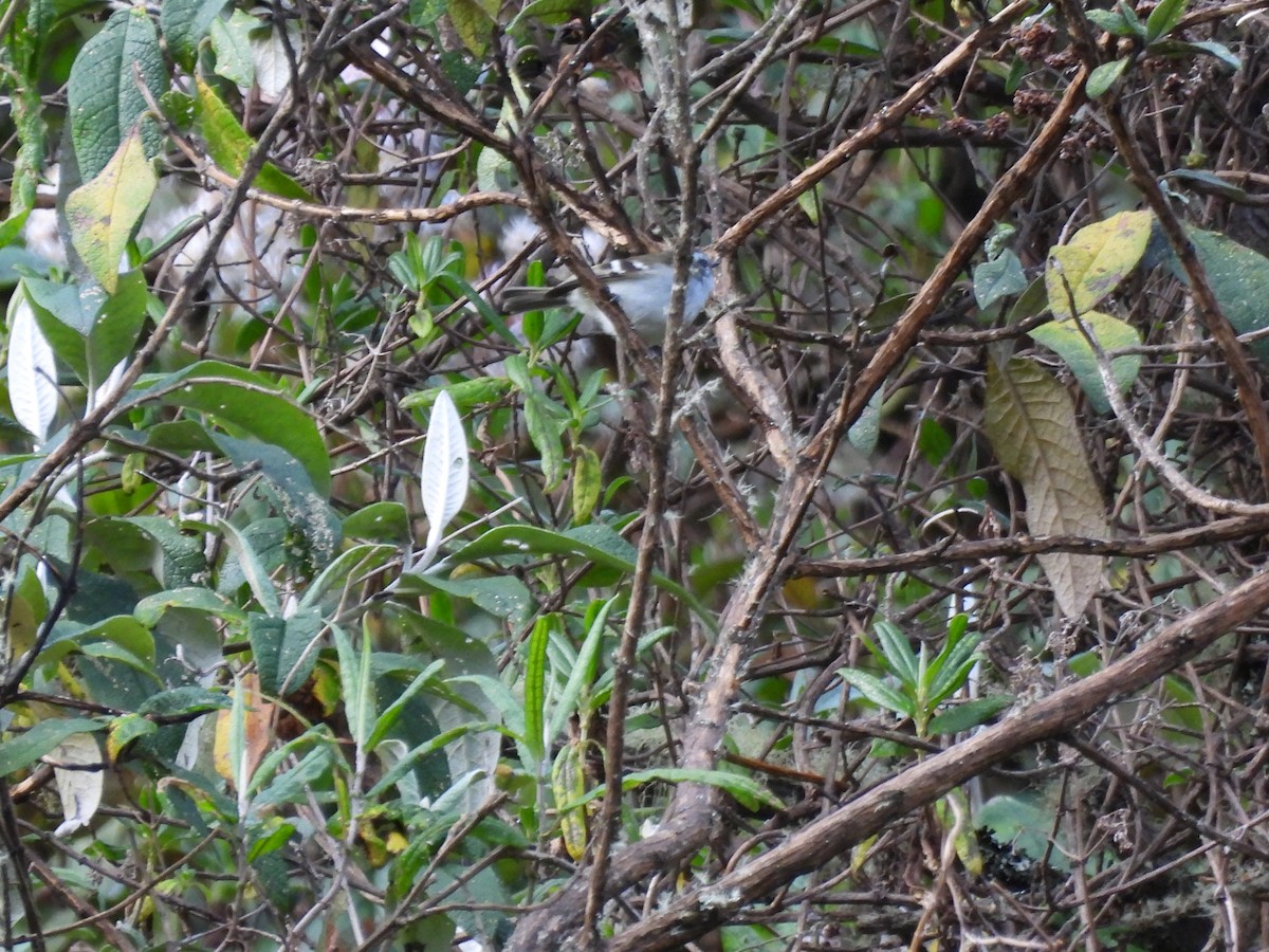 White-banded Tyrannulet - ML643525747