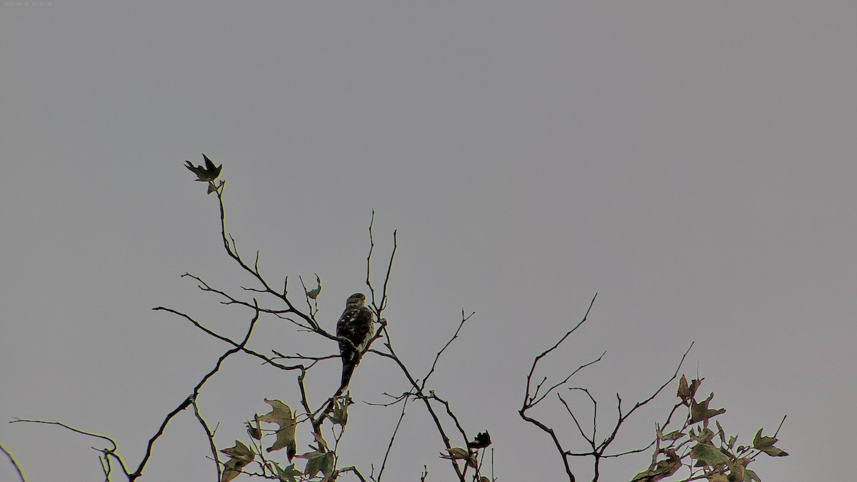 Cooper's Hawk - ML643525750