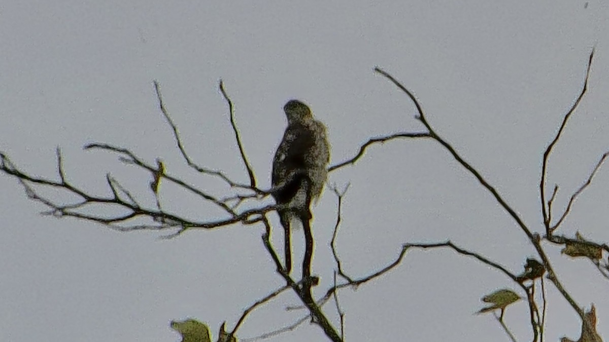 Cooper's Hawk - ML643525751