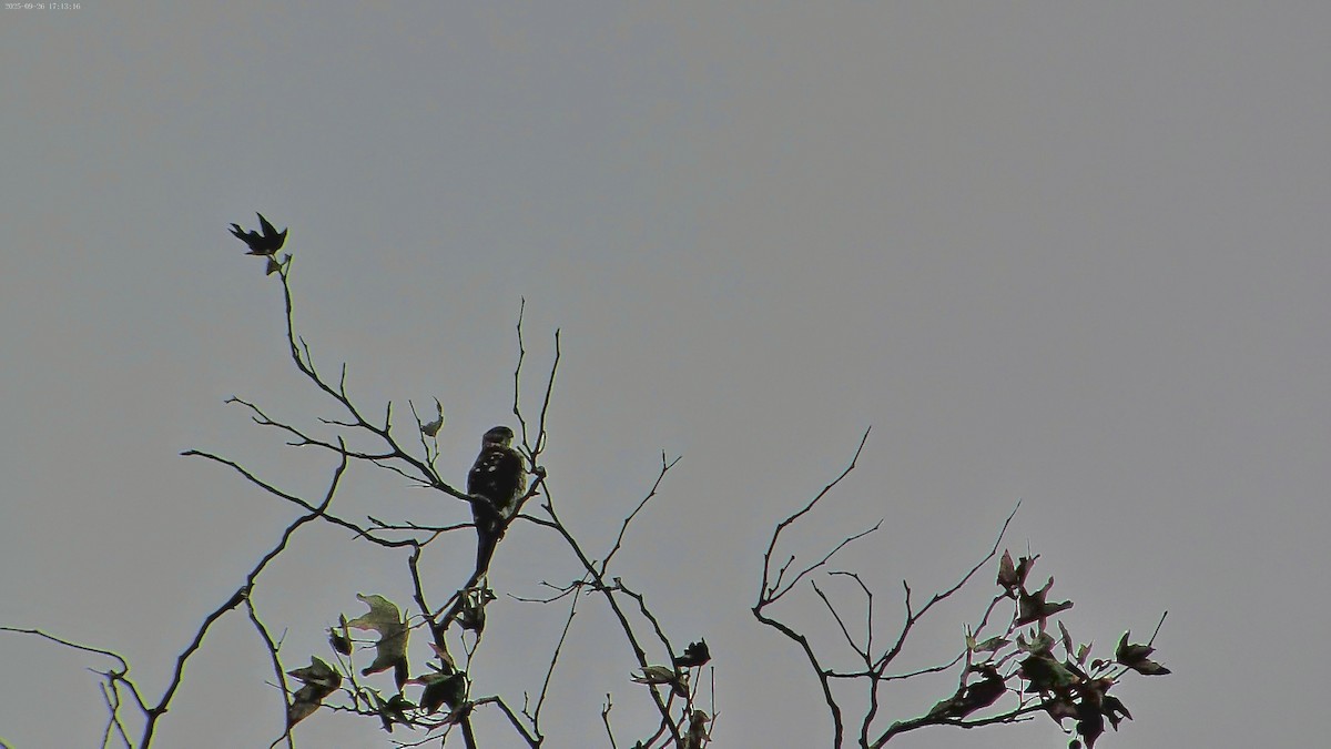 Cooper's Hawk - ML643525752
