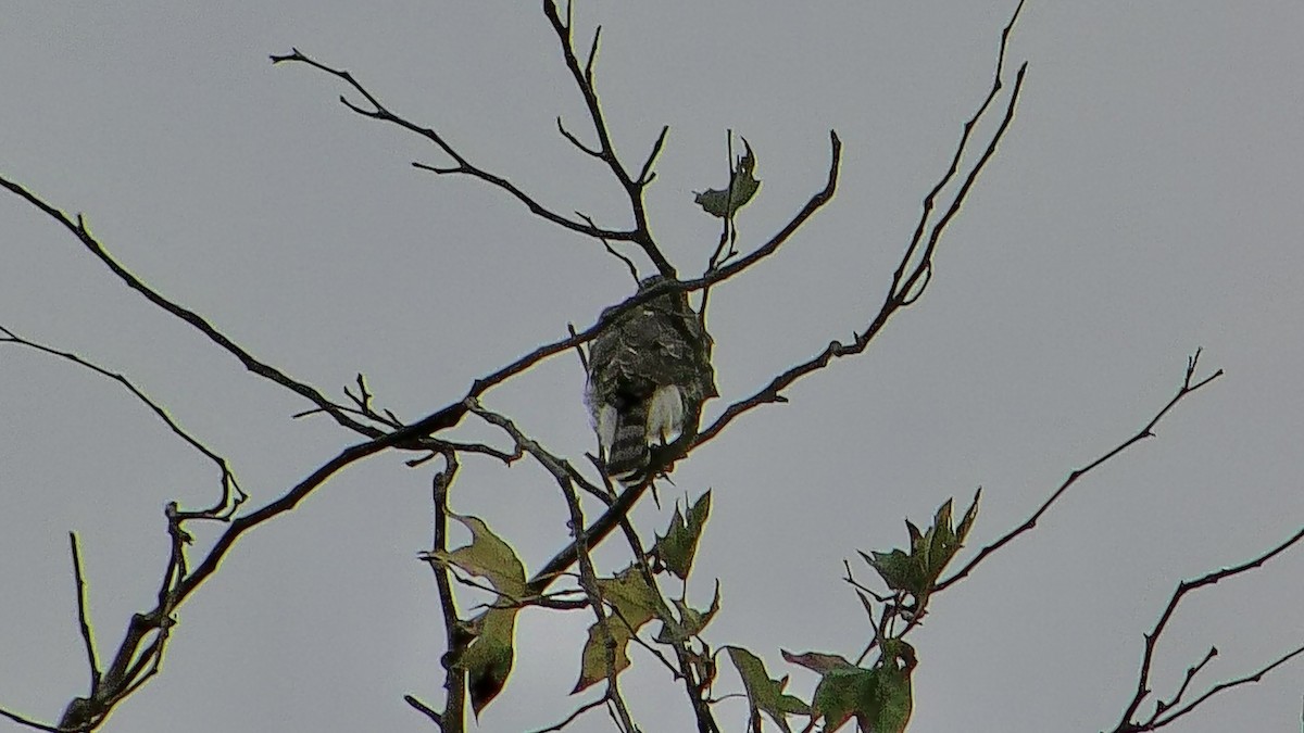 Cooper's Hawk - ML643525753