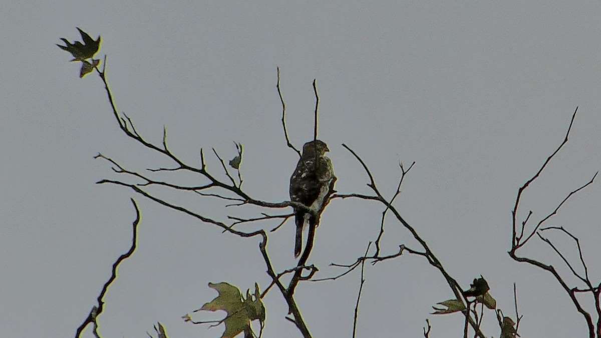 Cooper's Hawk - ML643525754