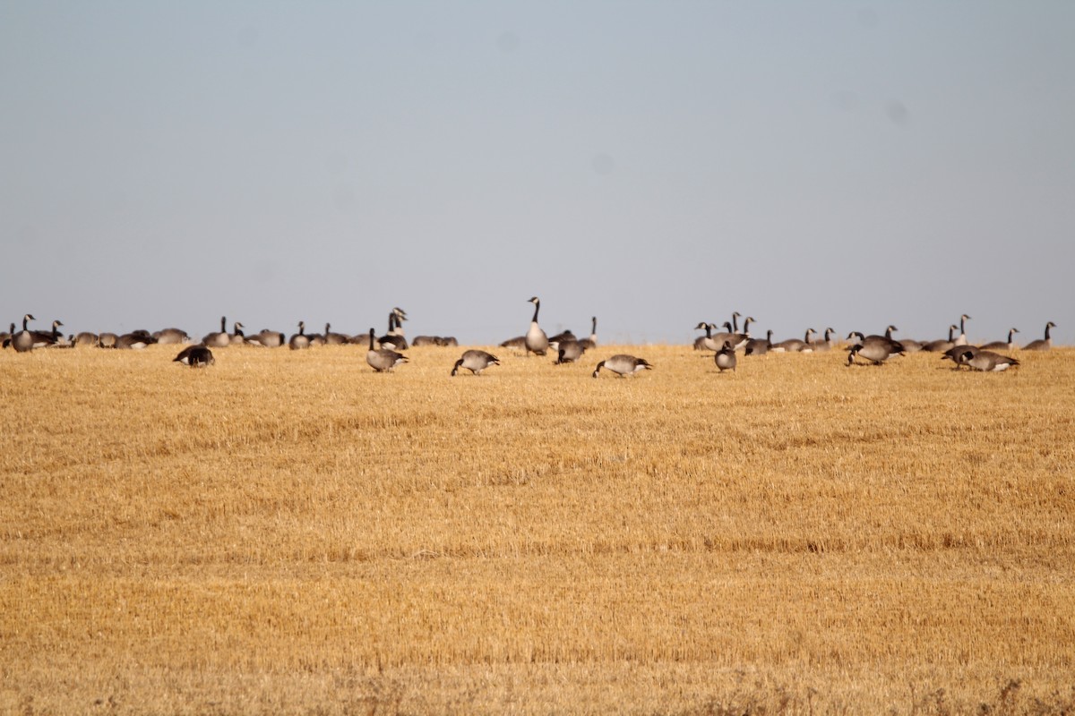Canada Goose - ML643525756