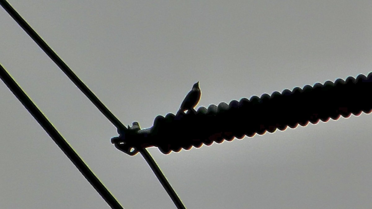 Хар тодол - ML643525762
